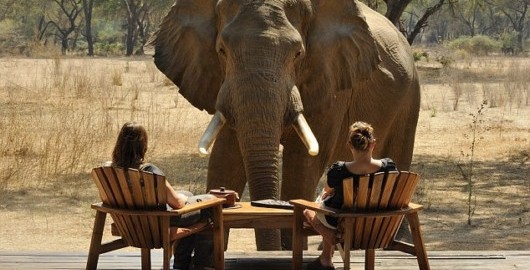 curious_elephant_zambia_01